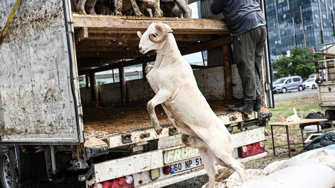 Kurban Bayramı’na 90 gün kala Konya’da kurbanlıklar satışta! İşte kurbanlık fiyatları… 9
